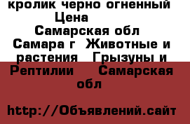 кролик черно-огненный  › Цена ­ 3 000 - Самарская обл., Самара г. Животные и растения » Грызуны и Рептилии   . Самарская обл.